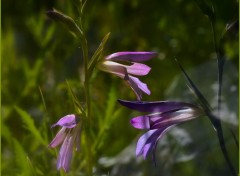  Nature fleurs des champs