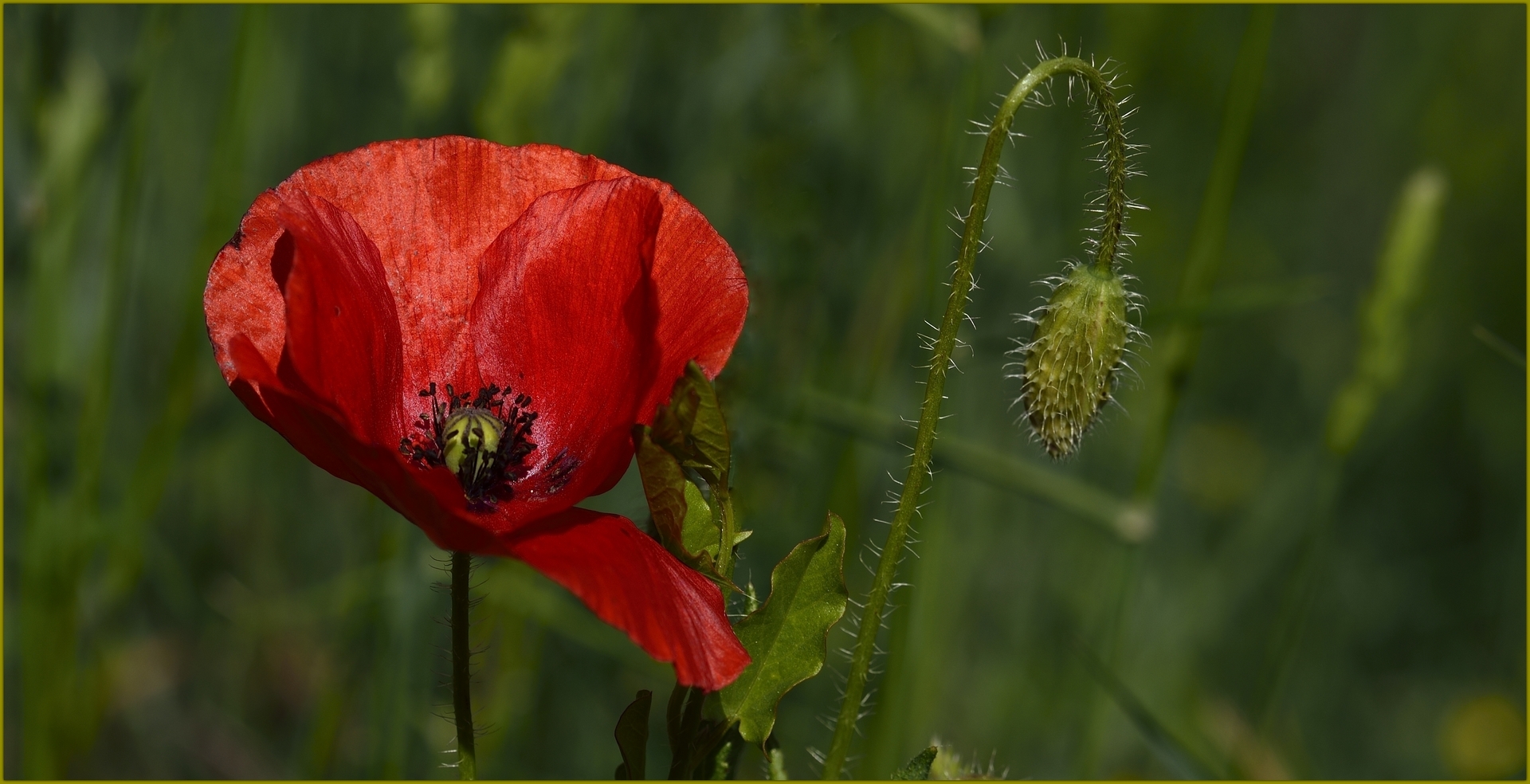 Fonds d'cran Nature Fleurs fleur des champs