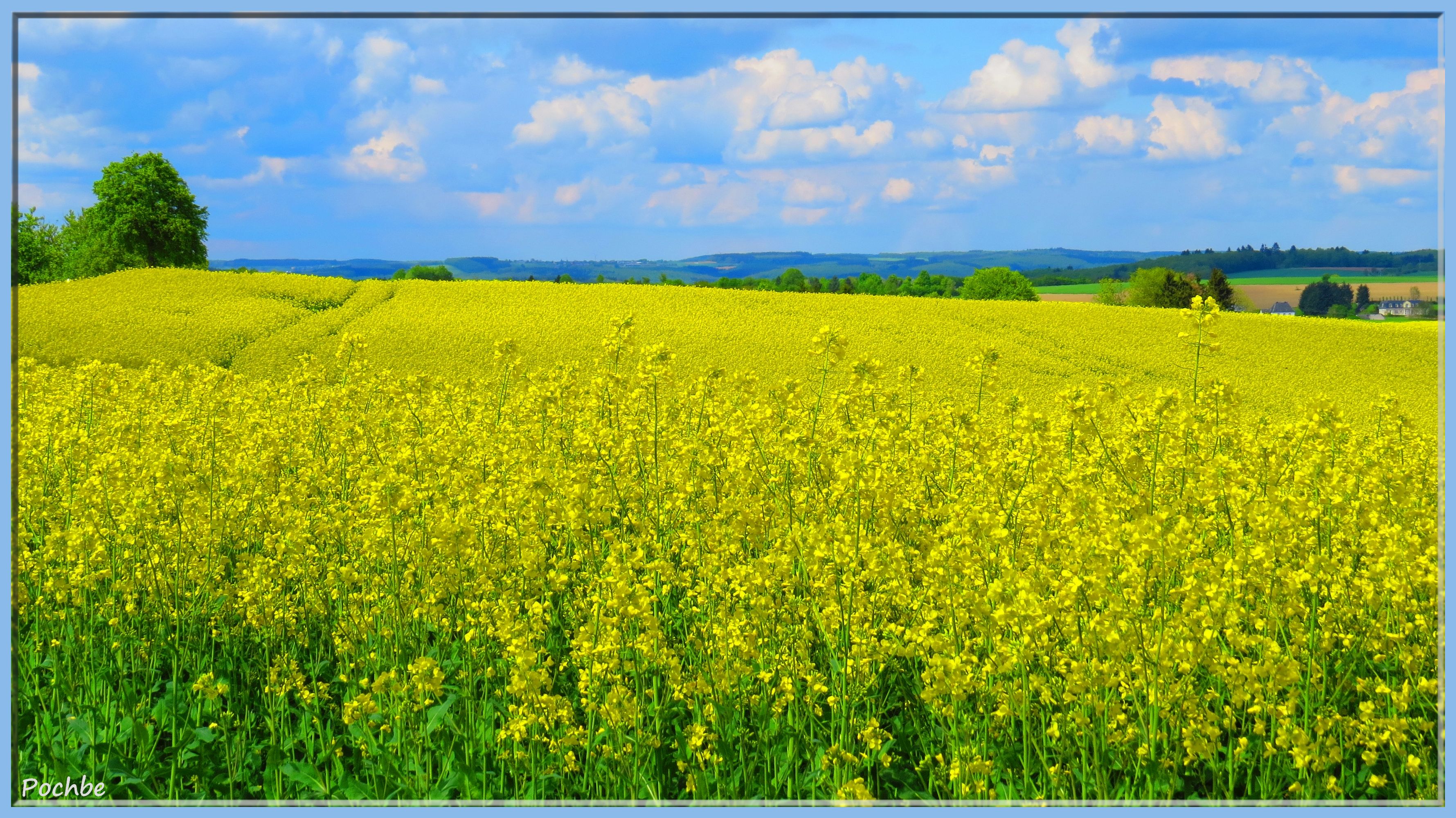 Fonds d'cran Nature Champs - Prairies 