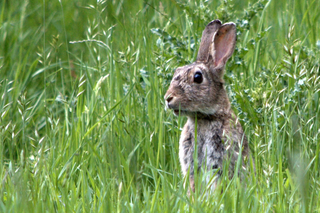 Wallpapers Animals Rabbits promenade en mai autour du lac du heron de Villeneuve d'Ascq