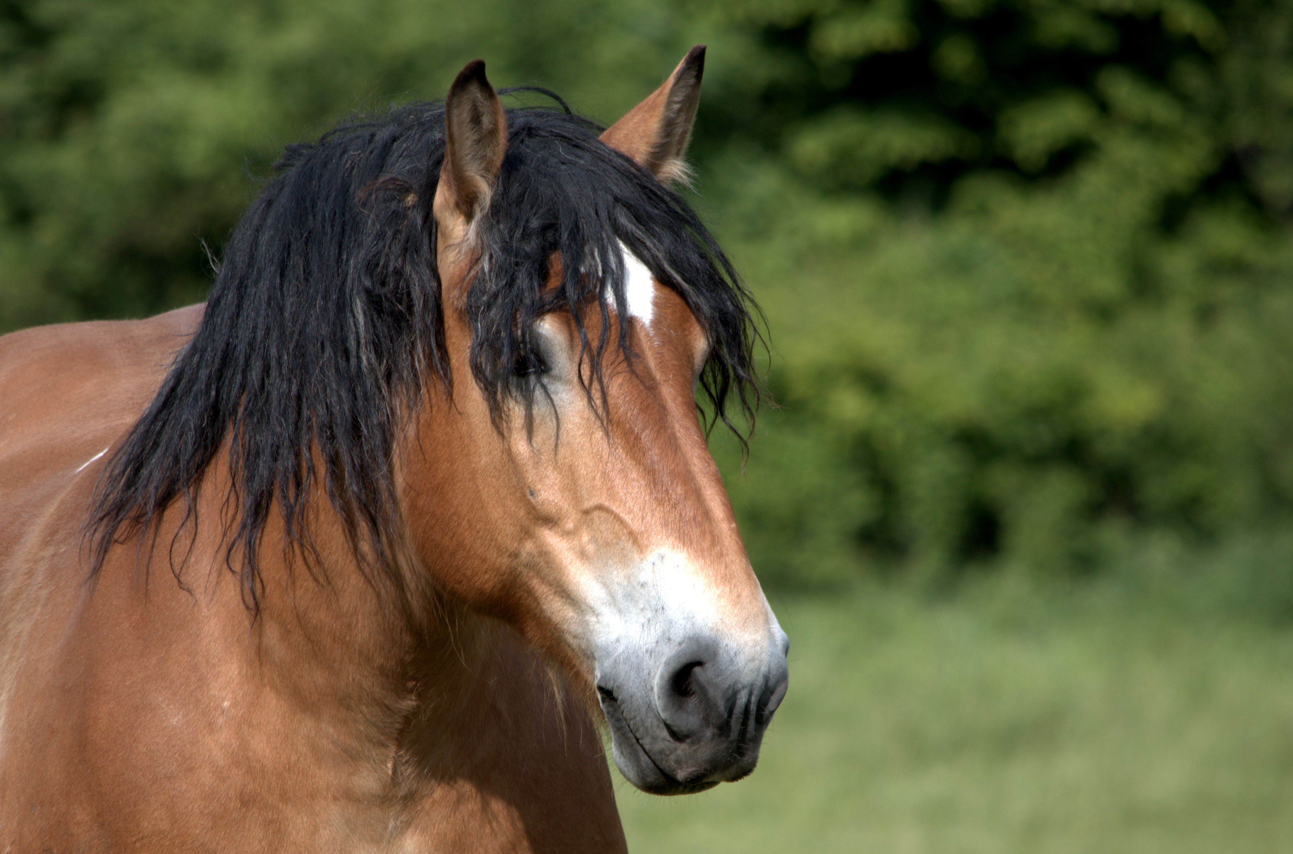 Fonds d'cran Animaux Chevaux PROMENADE AUTOUR DU LAC DU HERON DE VILLENEUVE D ASCQ