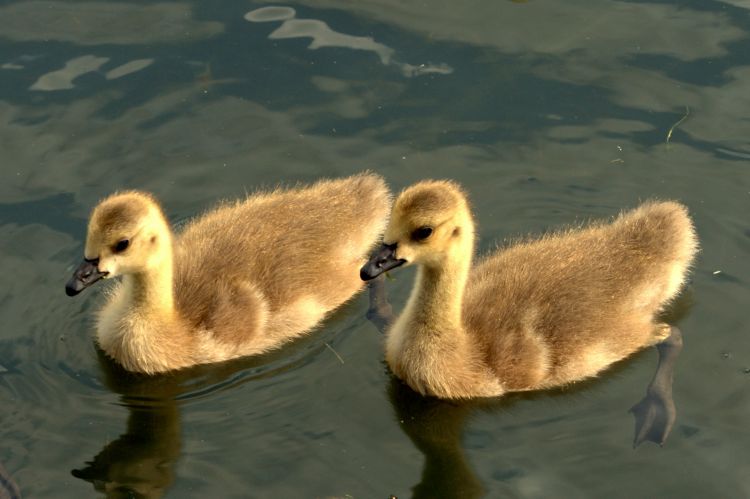 Fonds d'cran Animaux Oiseaux - Canards PROMENADE AUTOUR DU LAC DU HERON DE VILLENEUVE D ASCQ