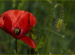  Nature fleur des champs