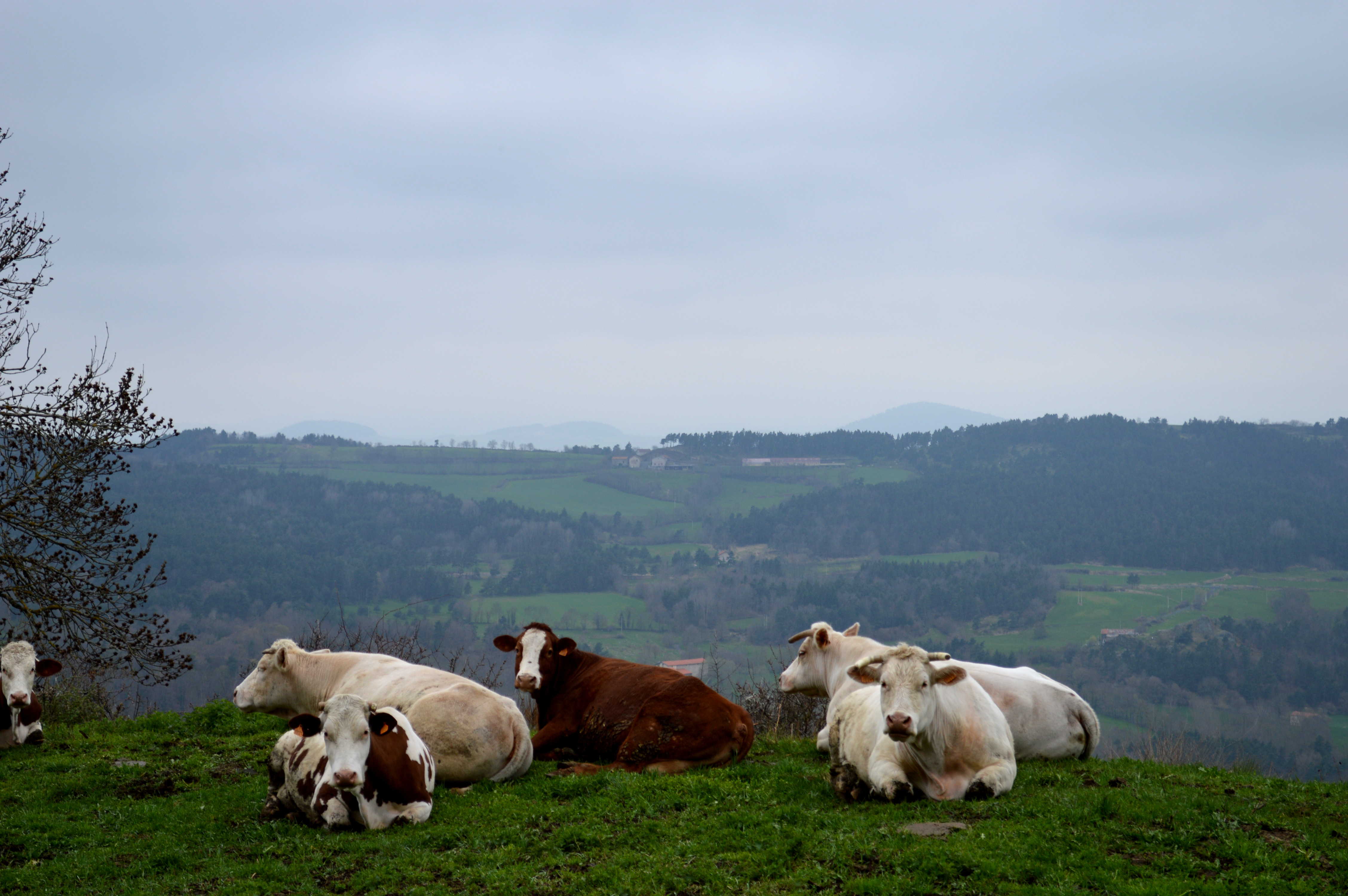 Fonds d'cran Animaux Vaches - Taureaux - Boeufs UN TOUR AU PUY EN VELAY, AUVERGNE