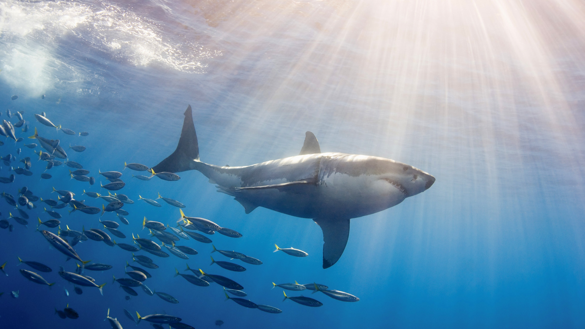 Wallpapers Animals Sealife - Sharks 