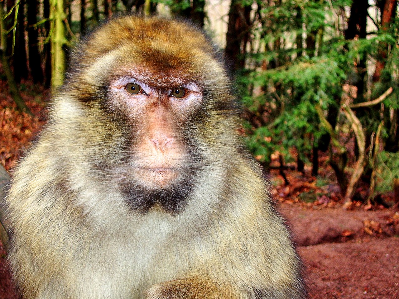 Fonds d'cran Animaux Singes ALSACE 2008 