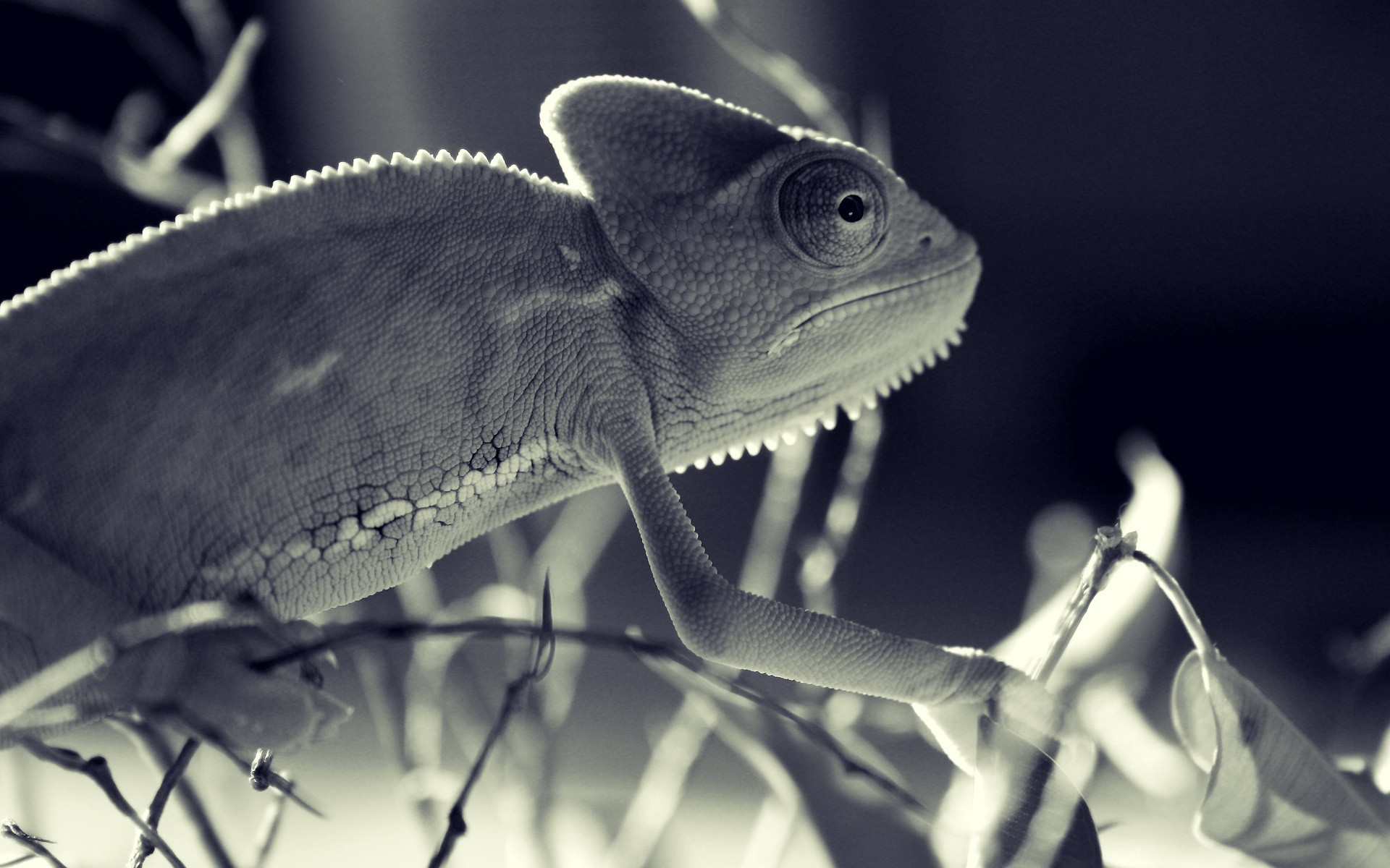 Wallpapers Animals Chameleons 