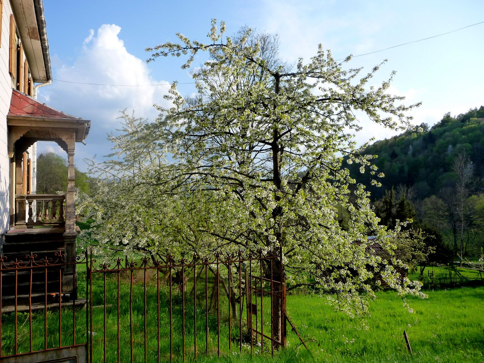 Fonds d'cran Nature Arbres - Forts ALSACE VALLEE DE MUNSTER 2009