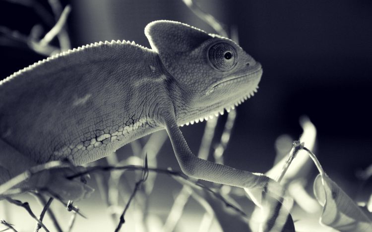 Wallpapers Animals Chameleons Wallpaper N344392