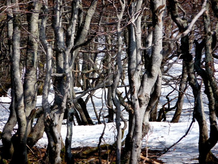 Wallpapers Nature Trees - Forests ALSACE COL DE LA SCHLUCHT