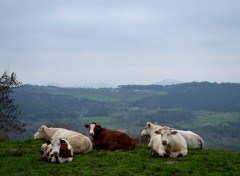  Animals UN TOUR AU PUY EN VELAY, AUVERGNE