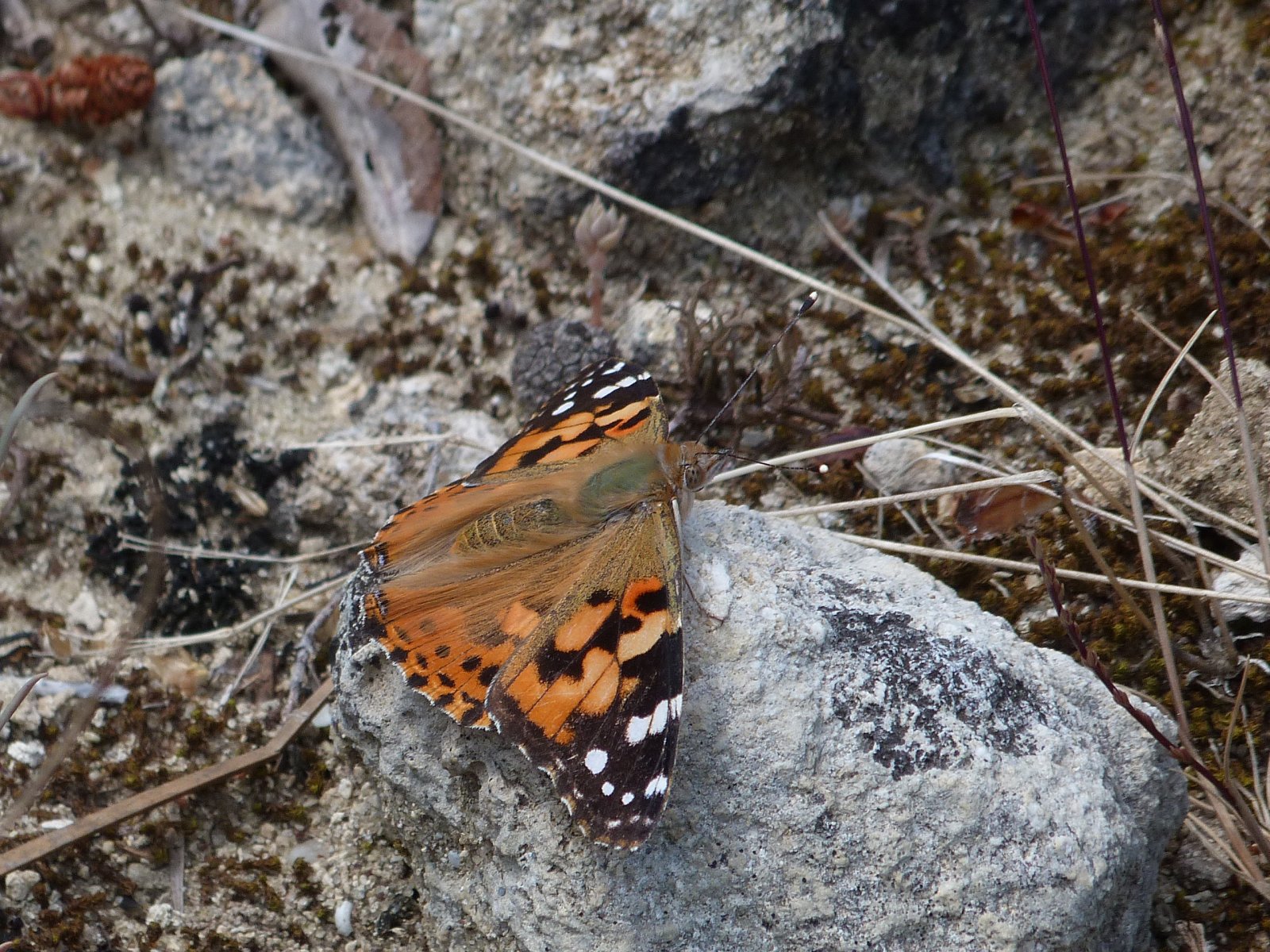 Fonds d'cran Animaux Insectes - Papillons La Belle Dame 