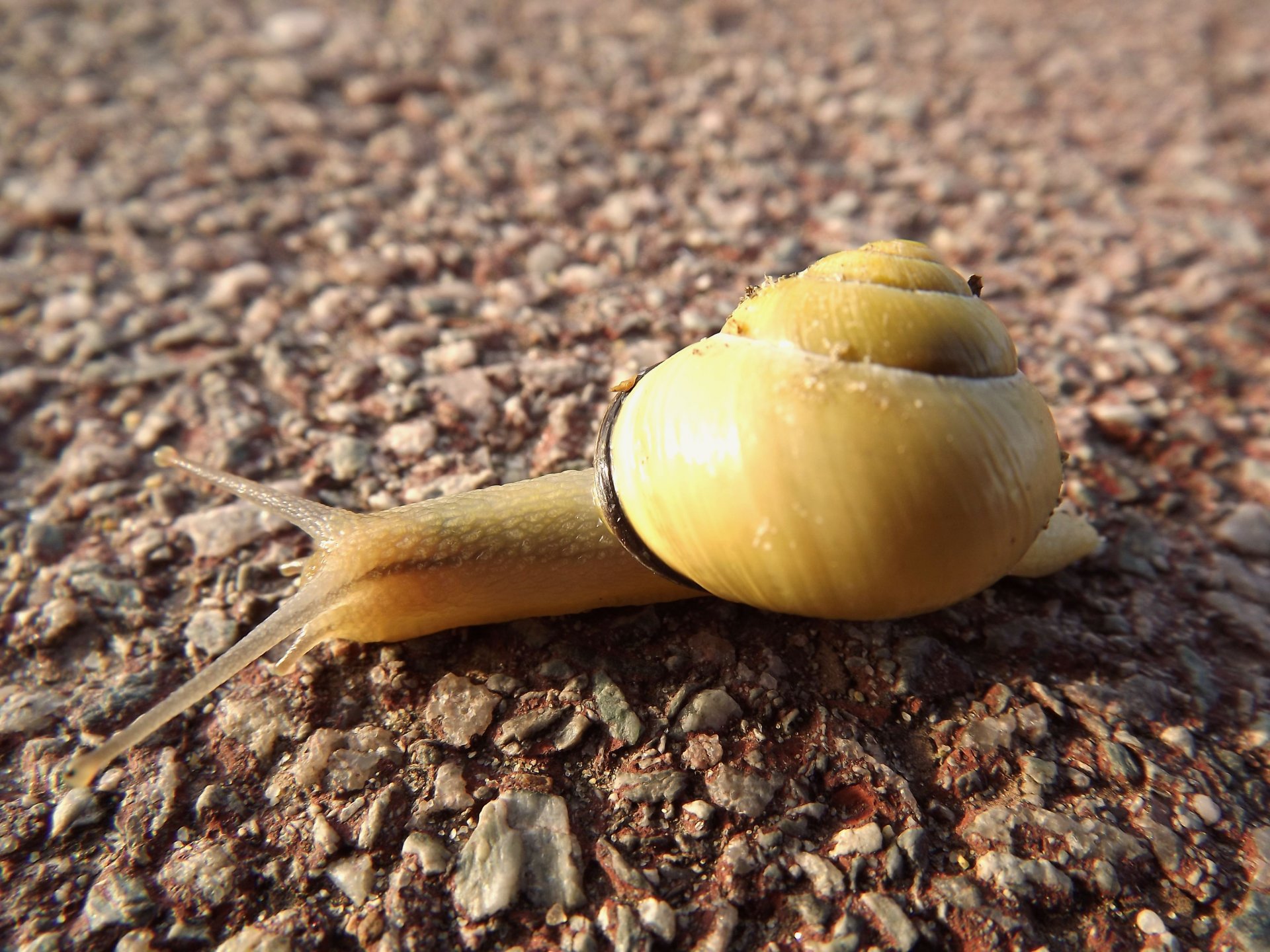 Fonds d'cran Animaux Escargots - Limaces 