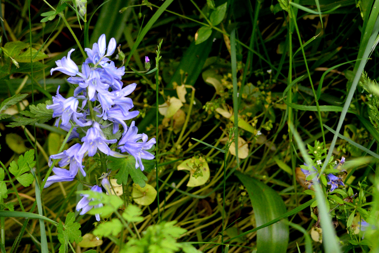 Wallpapers Nature Flowers BRAY-DUNES JUIN 2013