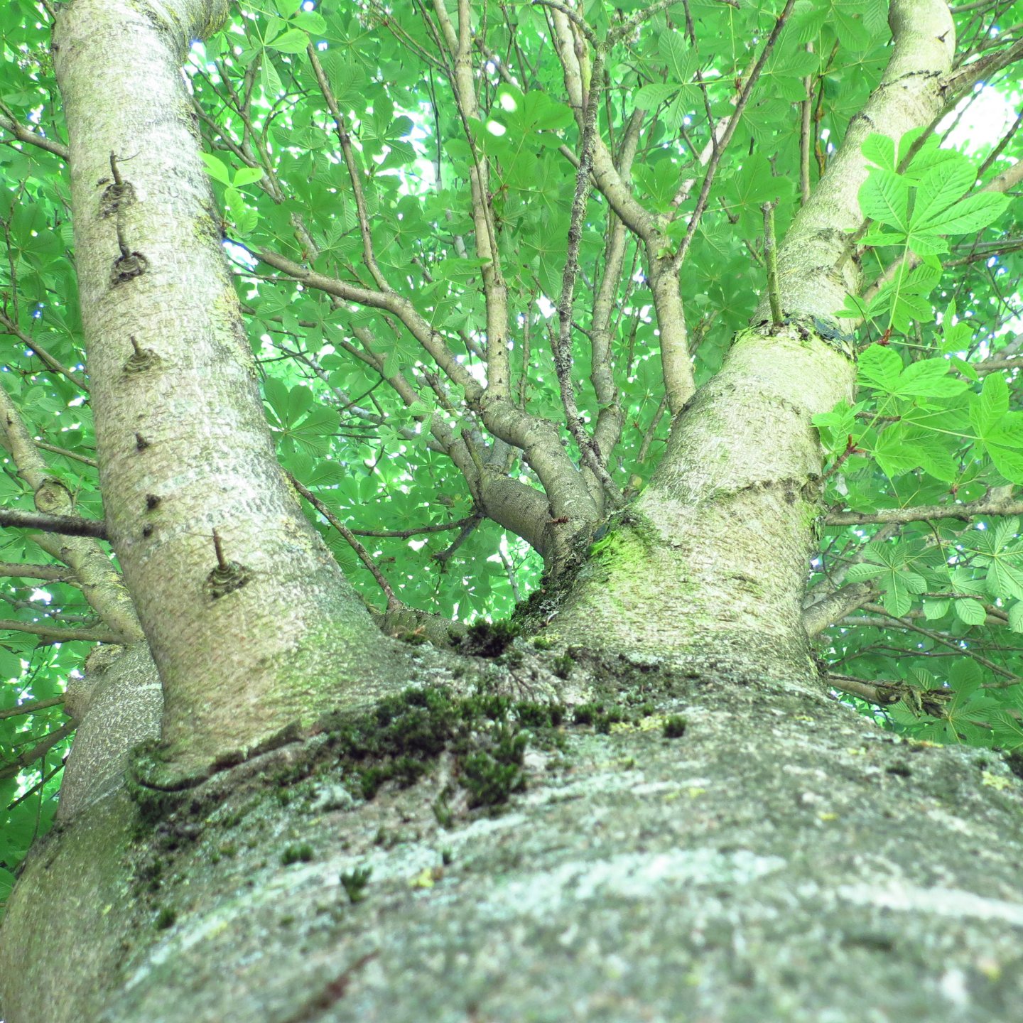 Fonds d'cran Nature Arbres - Forts 