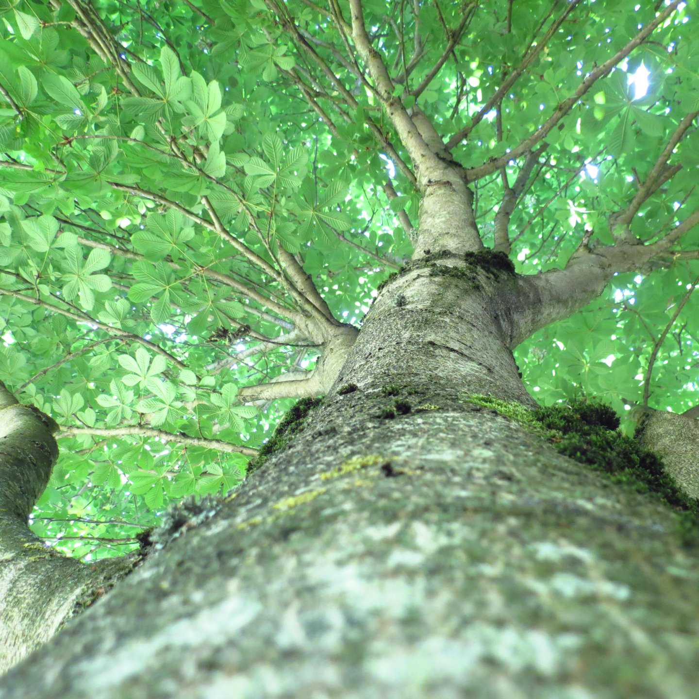 Fonds d'cran Nature Arbres - Forts 