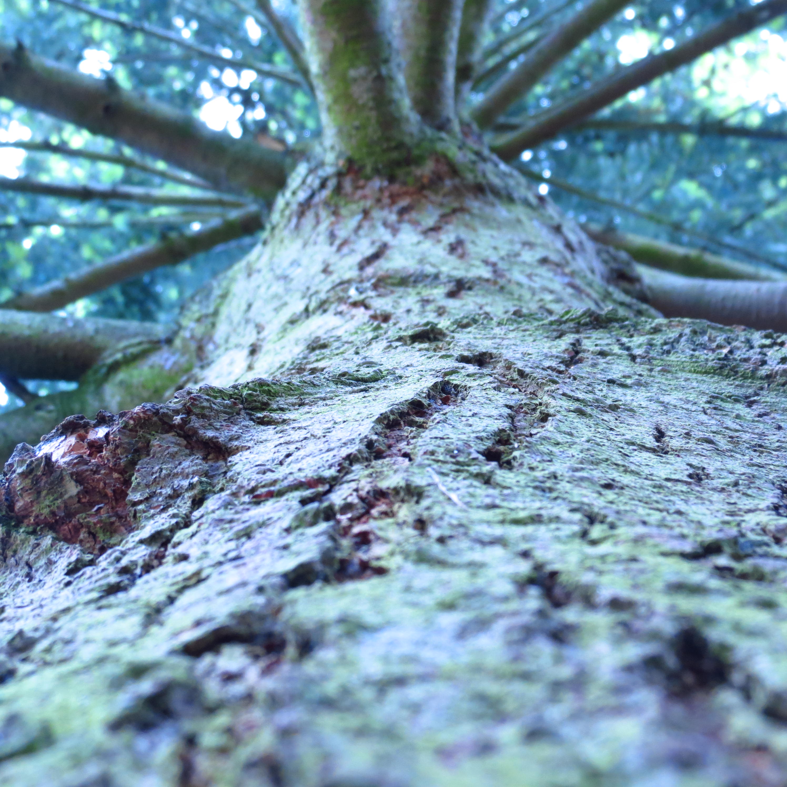 Fonds d'cran Nature Arbres - Forts 