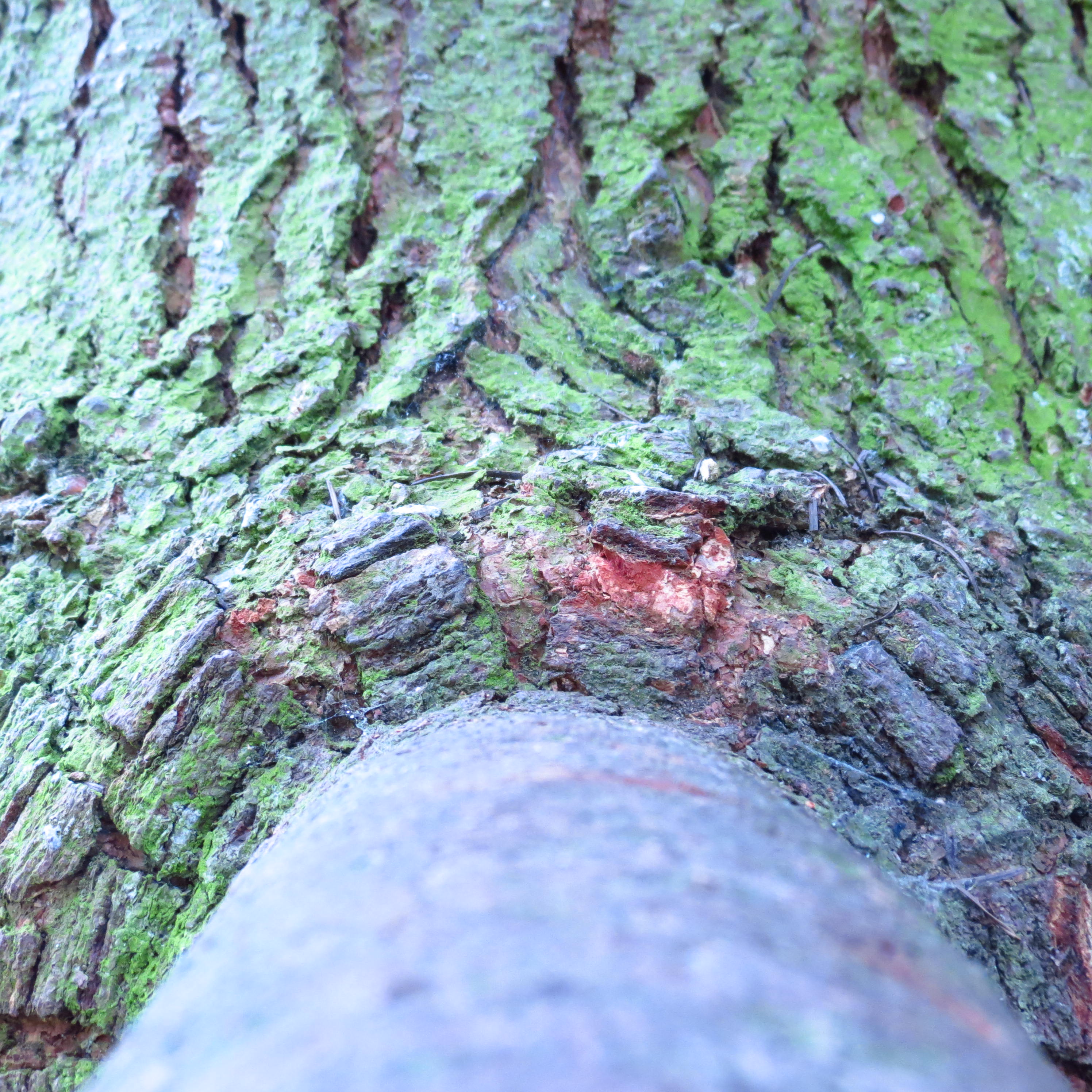 Fonds d'cran Nature Arbres - Forts 