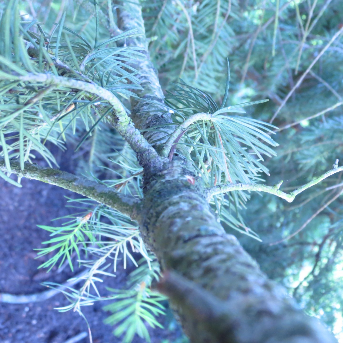 Fonds d'cran Nature Arbres - Forts 