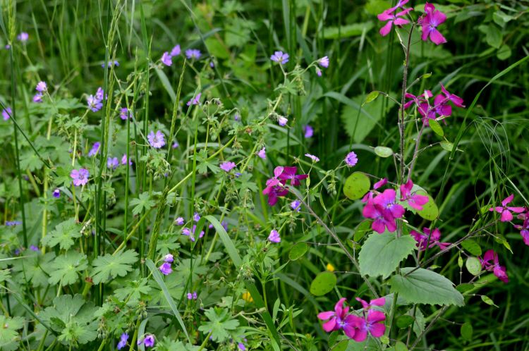 Wallpapers Nature Flowers BRAY-DUNES JUIN 2013