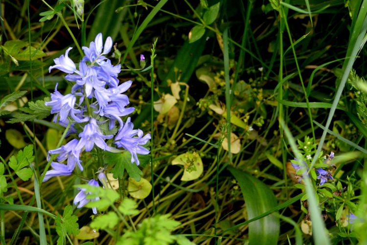 Fonds d'cran Nature Fleurs BRAY-DUNES JUIN 2013