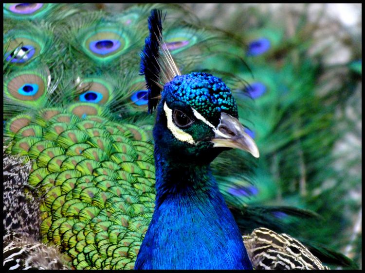 Fonds d'cran Animaux Oiseaux - Paons Wallpaper N344811