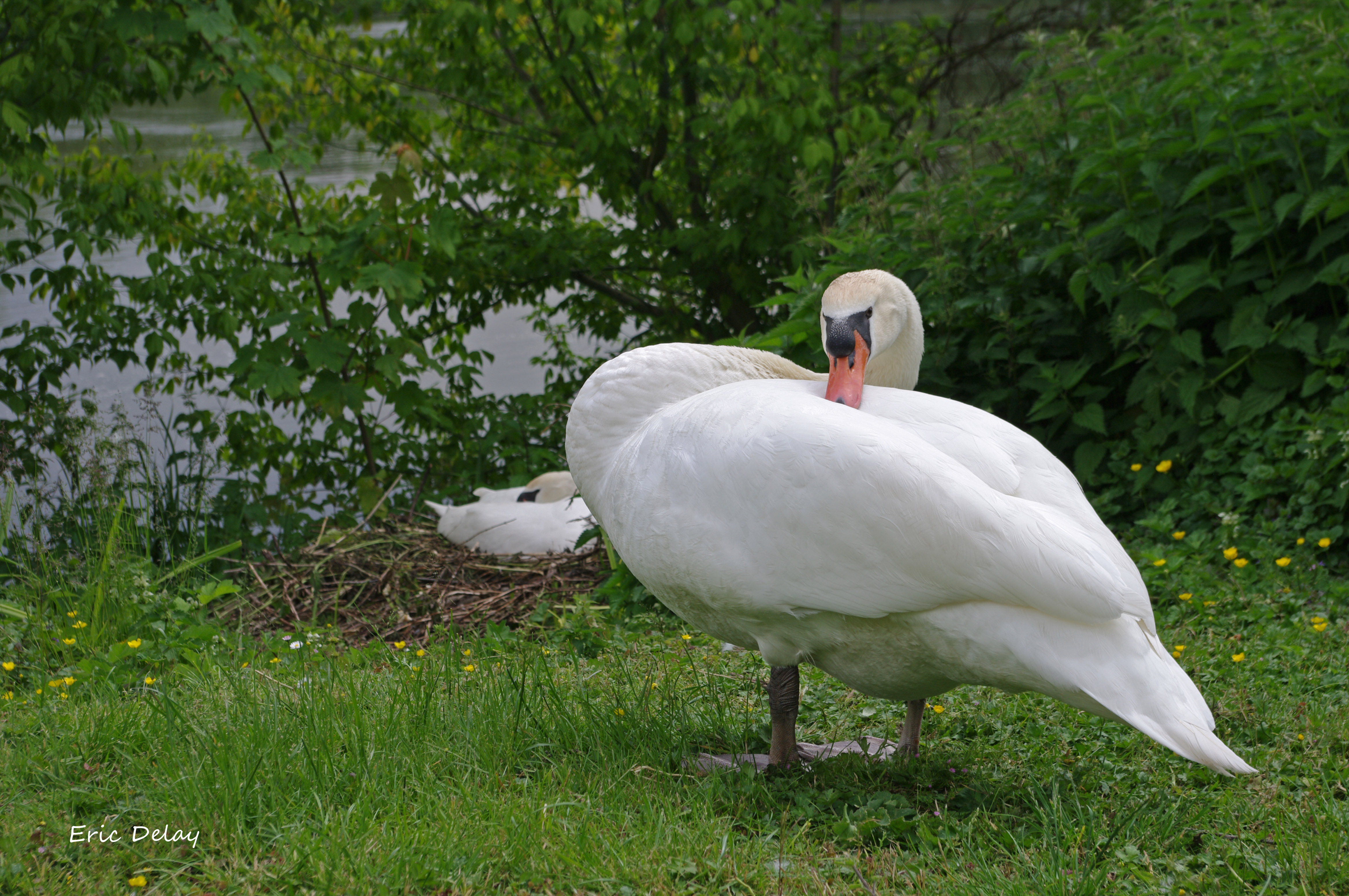 Wallpapers Animals Birds - Geese Oie