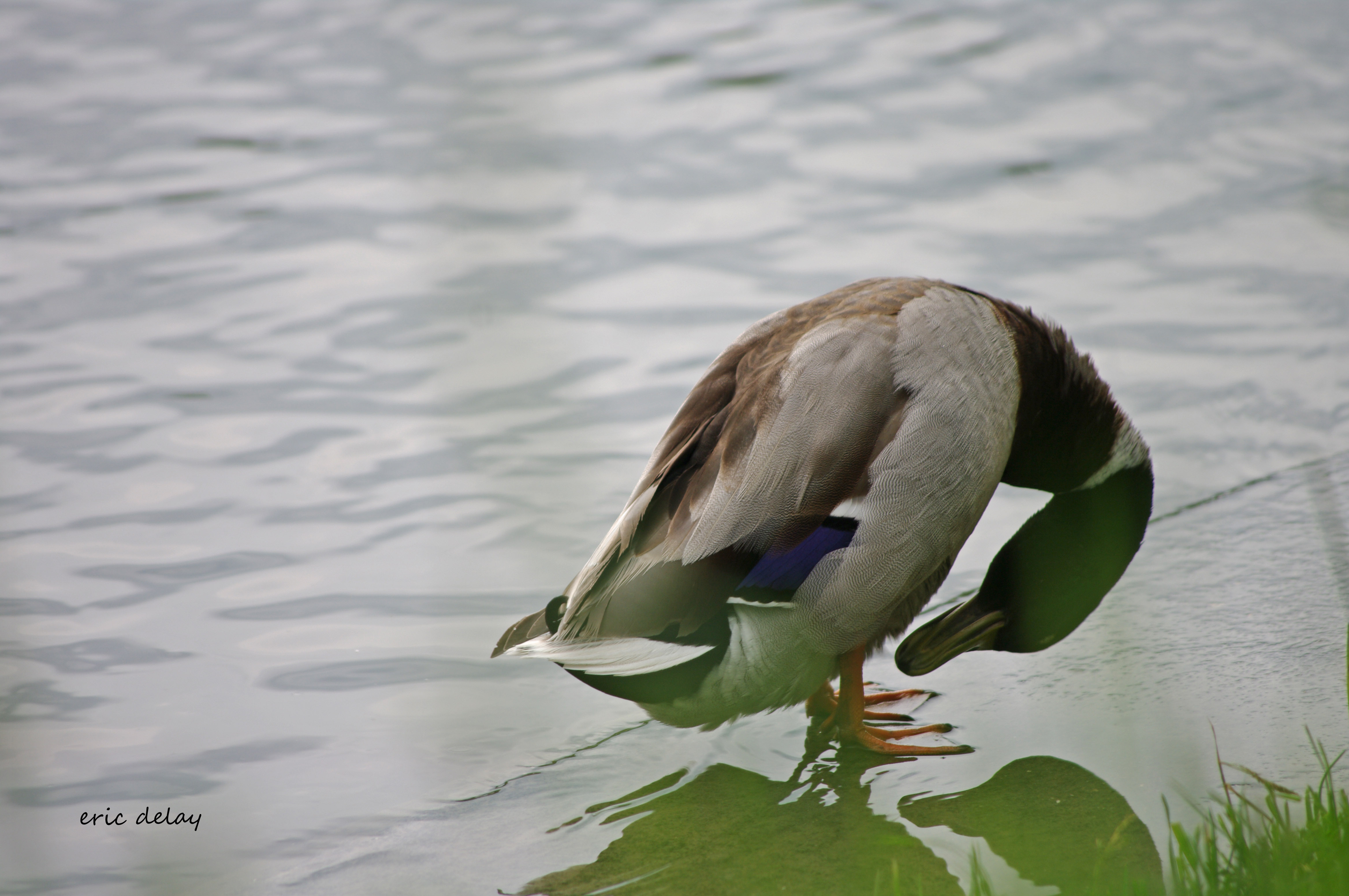 Fonds d'cran Animaux Oiseaux - Canards Canard