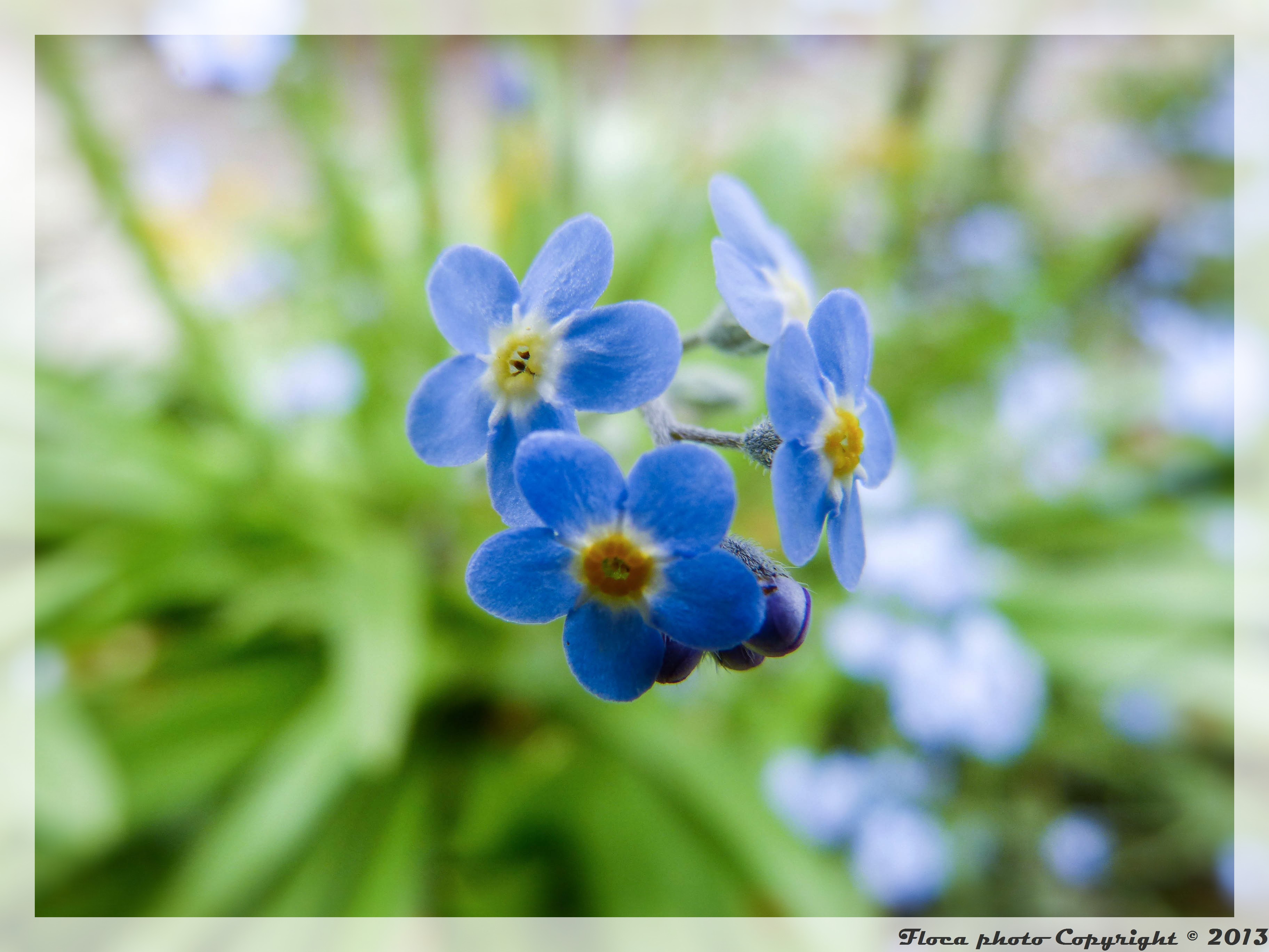 Fonds d'cran Nature Fleurs 