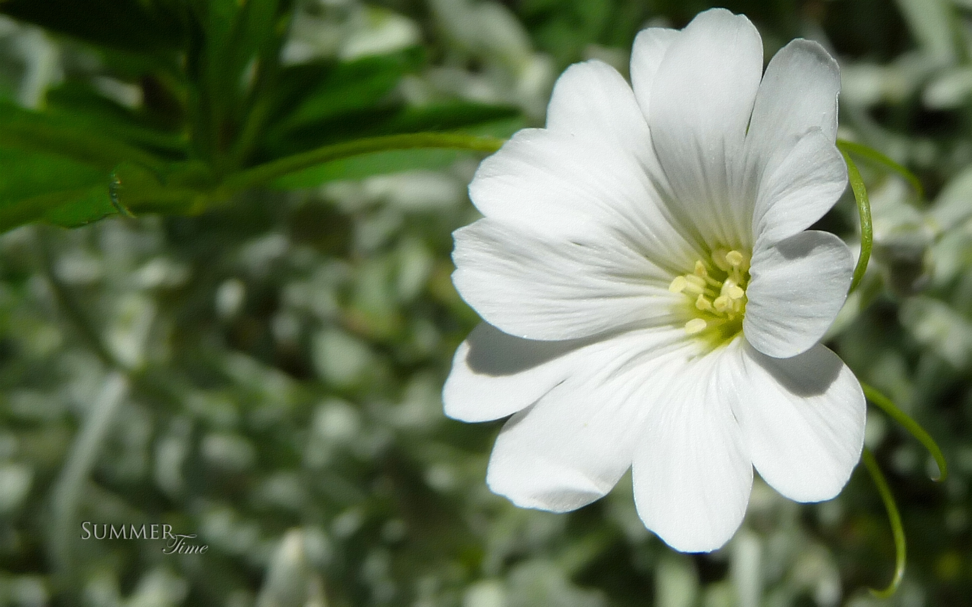 Fonds d'cran Nature Fleurs 