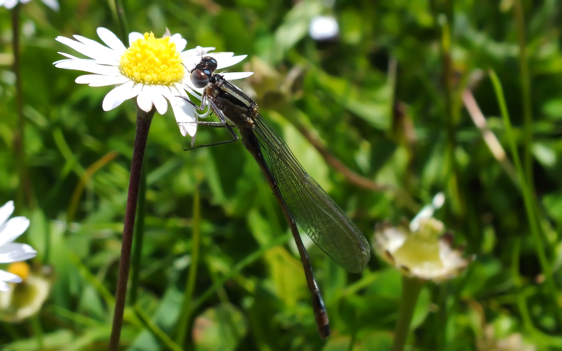 Wallpapers Animals Insects - Dragonflies 