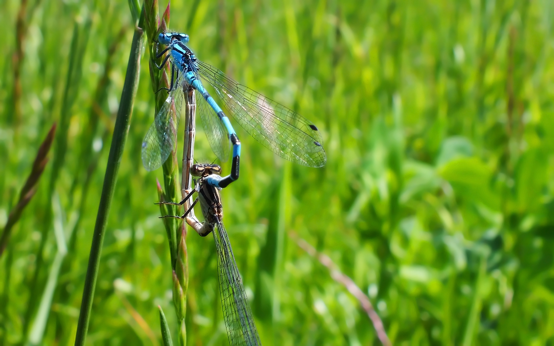 Fonds d'cran Animaux Insectes - Libellules 