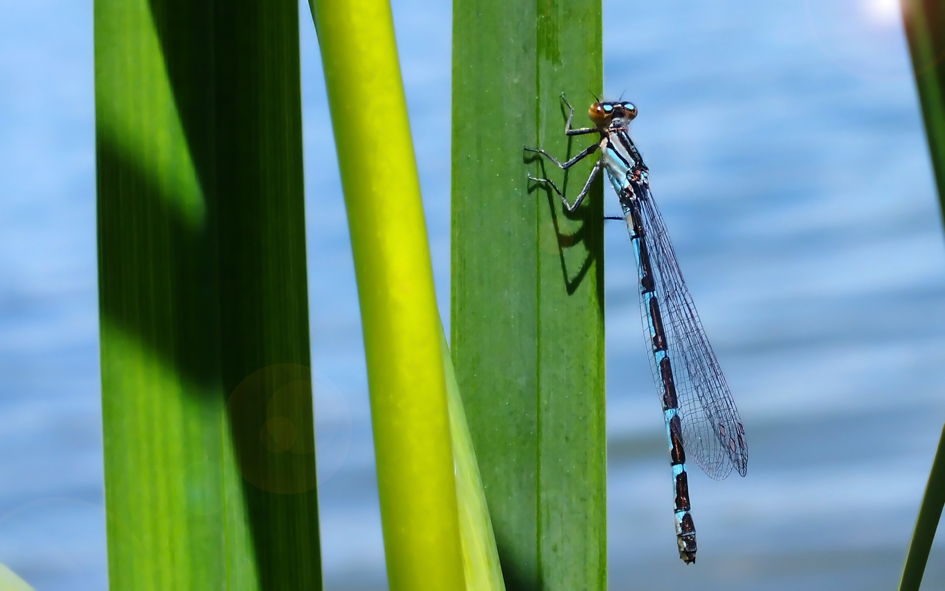 Fonds d'cran Animaux Insectes - Libellules 