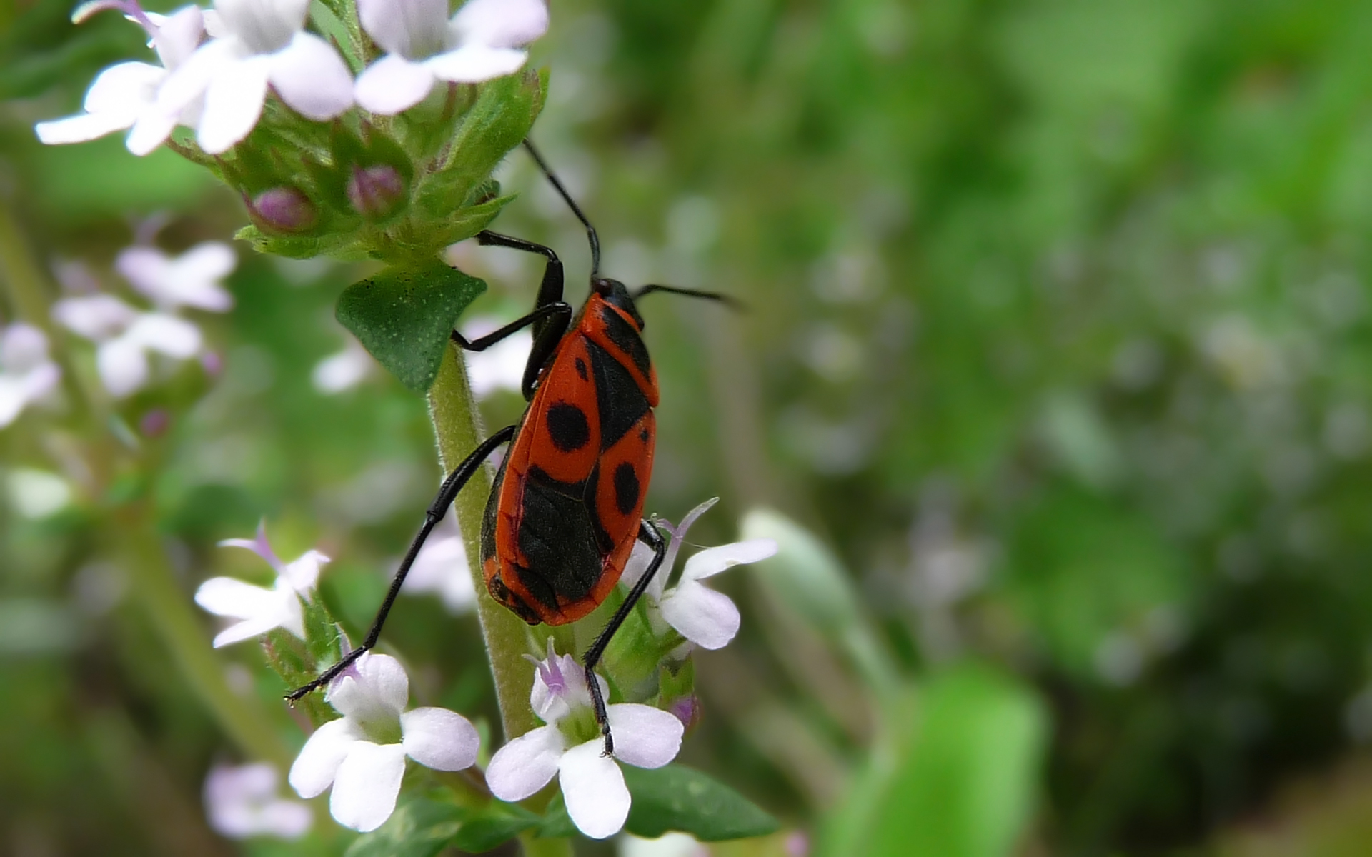 Fonds d'cran Animaux Insectes - Gendarmes 