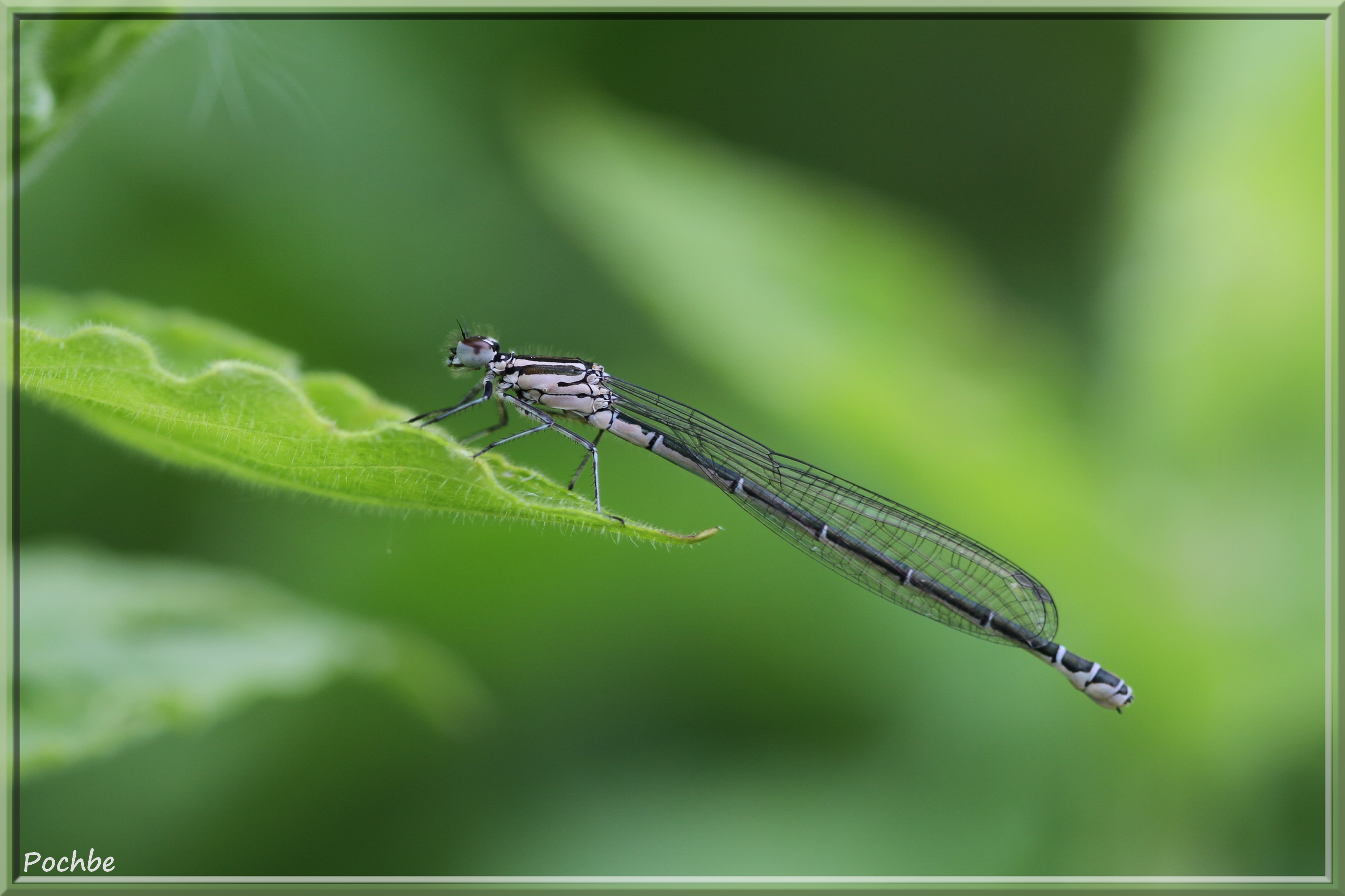 Wallpapers Animals Insects - Dragonflies 