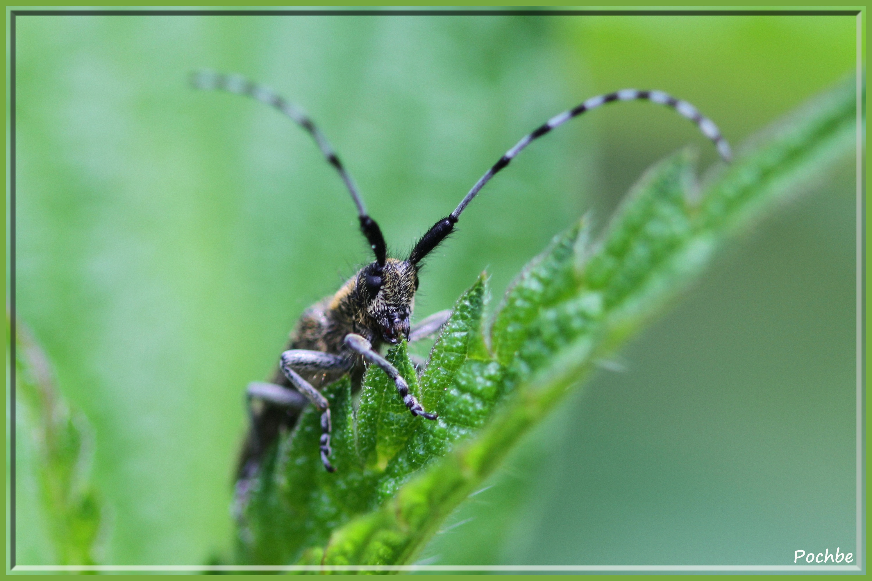 Fonds d'cran Animaux Insectes - Divers 