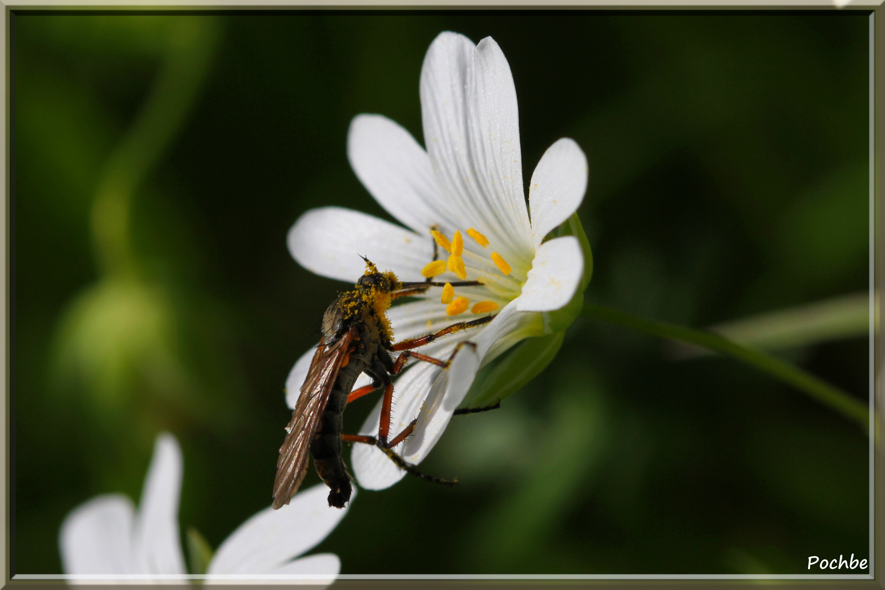 Fonds d'cran Animaux Insectes - Divers 