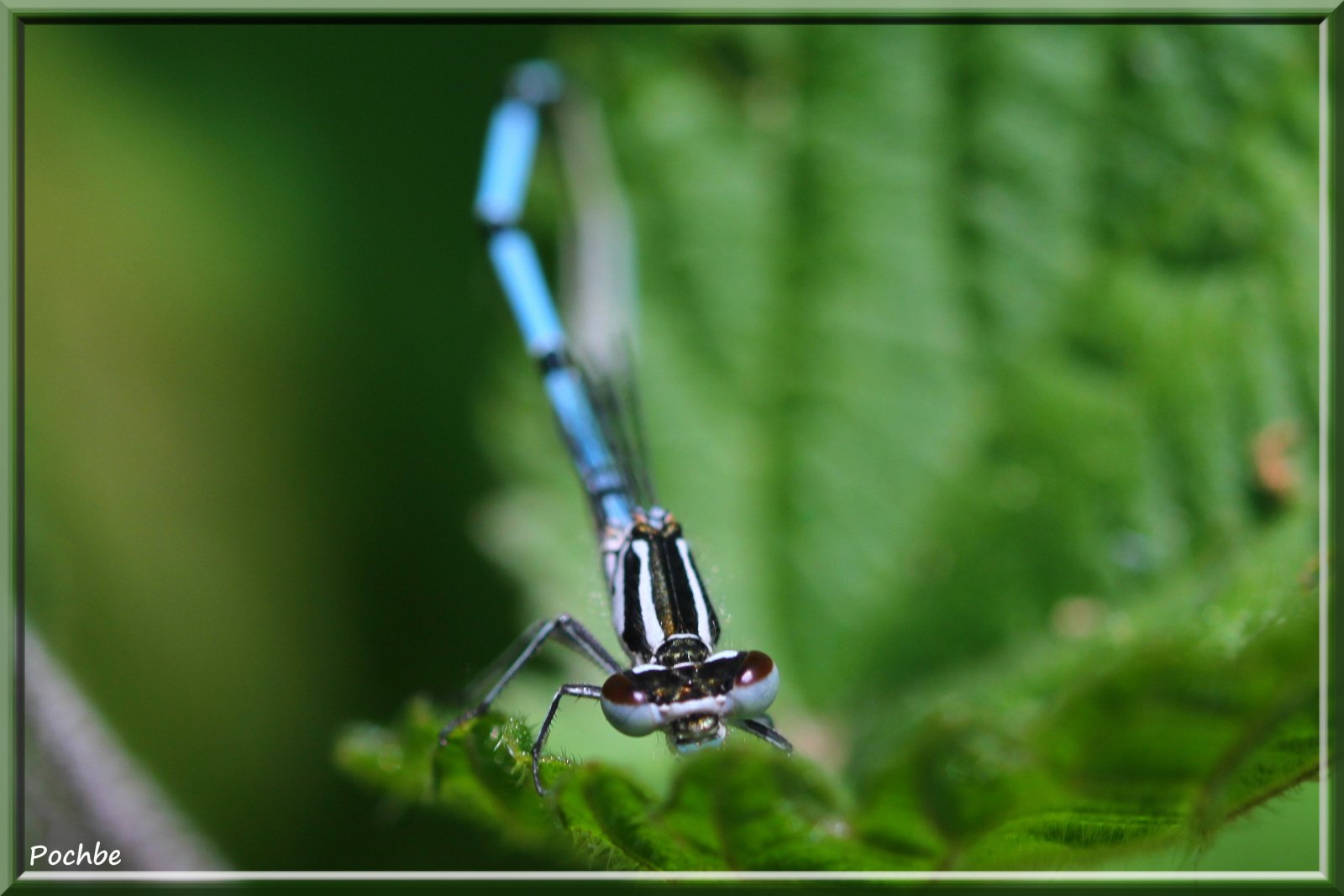 Fonds d'cran Animaux Insectes - Libellules 