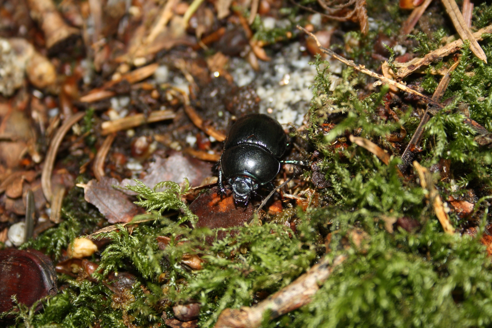 Fonds d'cran Animaux Insectes - Scarabes 