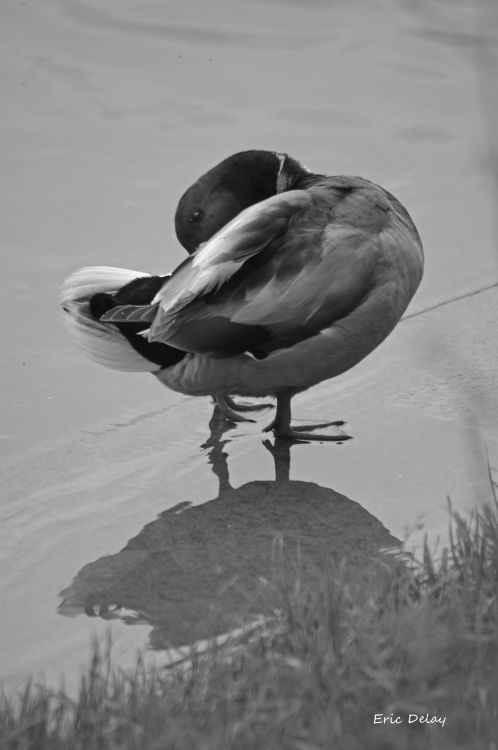 Fonds d'cran Animaux Oiseaux - Canards Canard