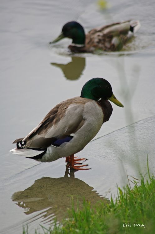 Fonds d'cran Animaux Oiseaux - Canards Canard