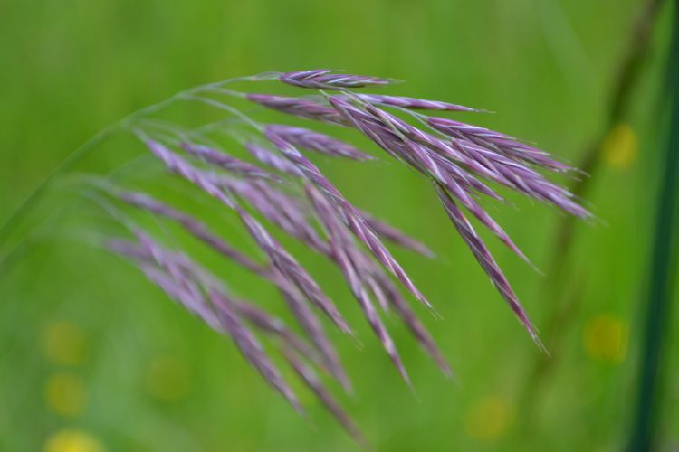 Fonds d'cran Nature Herbes les fleurs