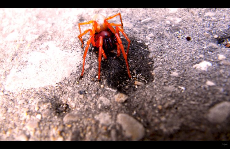 Fonds d'cran Animaux Araignes Dysdera Erythrina