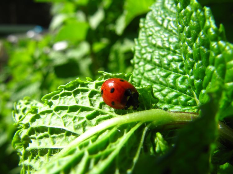 Fonds d'cran Animaux Insectes - Coccinelles Coccinelle