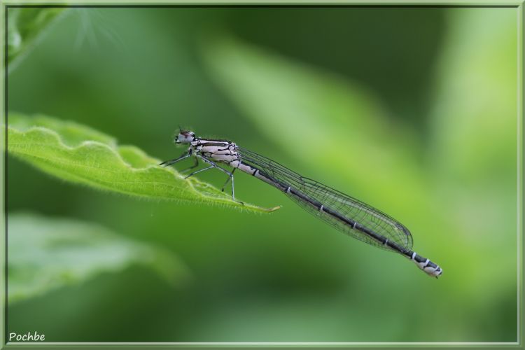 Wallpapers Animals Insects - Dragonflies Wallpaper N344917