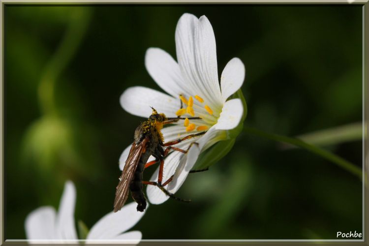 Fonds d'cran Animaux Insectes - Divers Wallpaper N344919