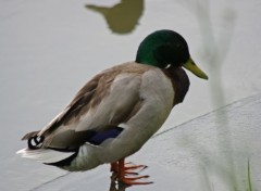  Animaux Canard