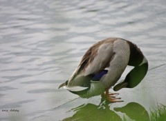  Animaux Canard