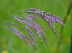  Nature les fleurs