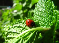  Animaux Coccinelle